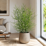 Pencil Cactus Bare Root Live Plant | Variegated Pencil Plant Live Succulent | Decorative Cactus Pencils | Live Indoor Cactus Plant for Home Decor, Office Spaces & Gift Ideas