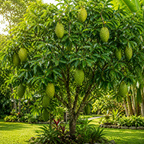 Soursop Plant Live, Guanabana Starter, 2-3 Ft Tall in 3 Gal Container, Self-Pollinating Soursop for Fresh Juice and Smoothies (No Ship to CA,HI,AK)