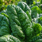 400 Pcs Bloomsdale Spinach Seeds, Non GMO, Heirloom, Cold Hardy Vegetable Gardening Seeds, for Raised Beds, Pots & Containers