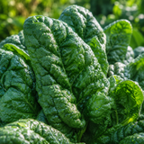 600 Pcs Bloomsdale Spinach Seeds for Planting Outdoors, Heirloom, High Yield Vegetable Seeds, Thick Crinkled Dark Green Leaves, for Home Gardens