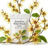 5 Pcs American Witch Hazel Seeds, Heirloom Non-GMO Native Shrub for Late Fall Blooms, Sturdy Fragrant Yellow Flowers for Yard Borders
