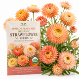 25 Pcs Organic Apricot Peach Strawflower Seeds Heirloom Non-GMO Annual, Low Maintenance Blooms for Everlasting Cut Flowers