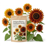 25 Pcs Autumn Beauty Sunflower Seeds for Planting, Non-GMO Heirloom Tall Flowers, Sturdy Vigorous Stalks for Vibrant Summer to Fall Gardens