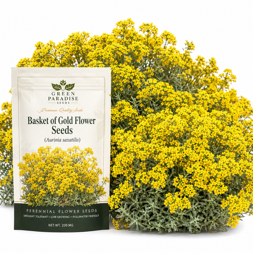 100 Pcs Basket of Gold Alyssum Seeds, Heirloom Non-GMO Perennial Flowers, Low Maintenance Cold-Hardy Yellow Blooms for Rock Gardens