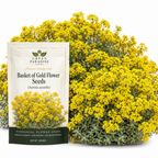 100 Pcs Basket of Gold Alyssum Seeds, Heirloom Non-GMO Perennial Flowers, Low Maintenance Cold-Hardy Yellow Blooms for Rock Gardens