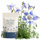 100 Pcs Blue Columbine Seeds for Planting Outdoors, Non-GMO Heirloom Perennial Flowers, Low Maintenance Blue & White Blooms for Shade Yards