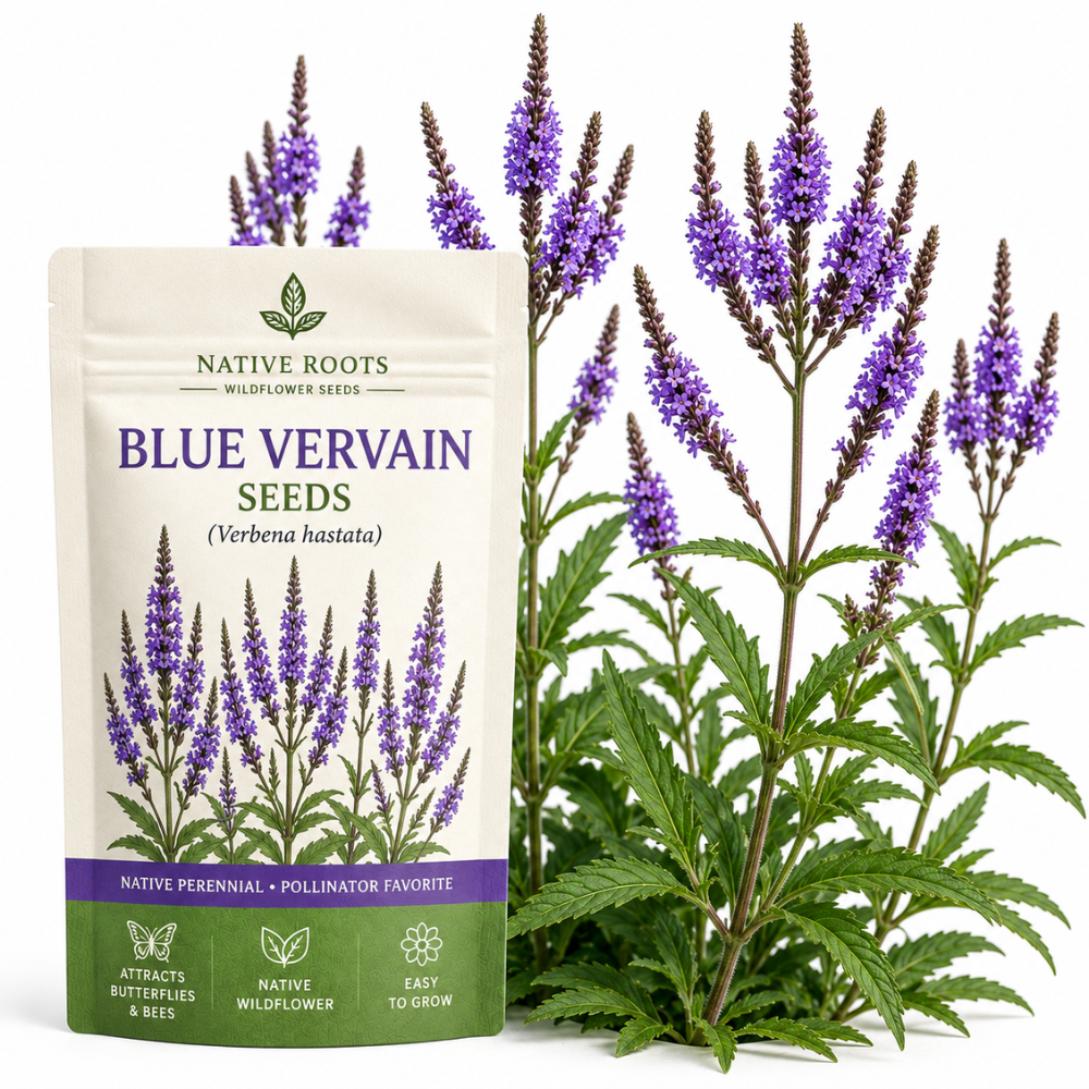 200 Pcs Blue Vervain Seeds for Planting Outdoors, Non-GMO Heirloom Perennial Flowers, Low Maintenance Purple-Blue Spikes for Moist Yard Borders