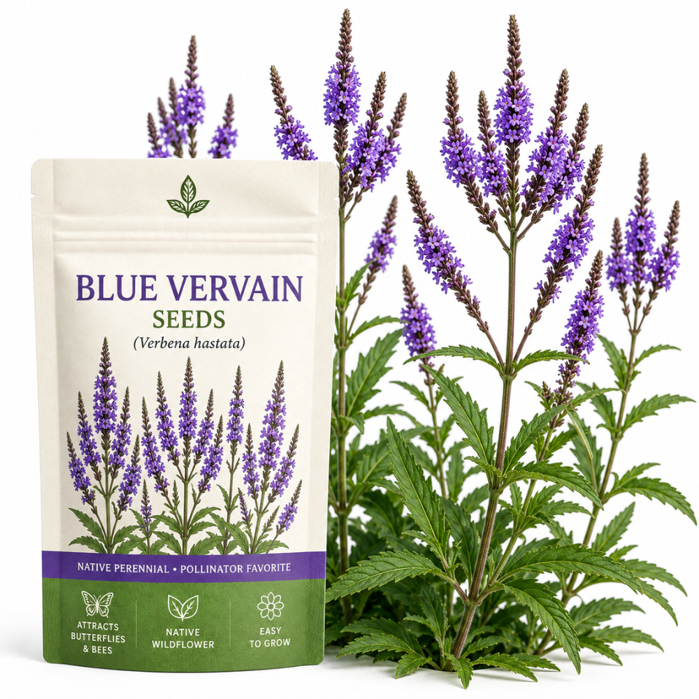200 Pcs Blue Vervain Seeds for Planting Outdoors, Non-GMO Heirloom Perennial Flowers, Low Maintenance Purple-Blue Spikes for Moist Yard Borders