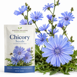 200 Pcs Chicory Seeds for Planting Outdoors, Non-GMO Heirloom Herb Seeds, Low Maintenance Cold-Hardy Blue Blooms for Yard Borders