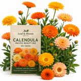 50 Calendula Pacific Mix Seeds, Vigorous Non-GMO Heirloom Flower Seeds, Sturdy Low Maintenance Orange & Yellow Blooms for Patios & Gardens