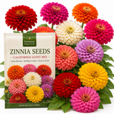 50 Dwarf Zinnia Seeds California Giant Mix for Planting Outdoors, Non-GMO Heirloom Flower Seeds, Sturdy Tall Stems & Striking Massive Blooms for Cutting Gardens