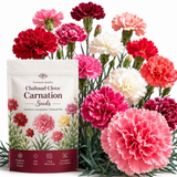 100 Pcs Carnation Flower Seeds for Planting Outdoors, Non-GMO Heirloom Chabaud Clove Flowers, Low Maintenance Fragrant Ruffled Blooms for Spring Yard