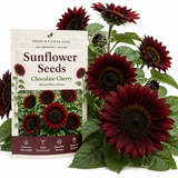 25 Sunflower Seeds Chocolate Cherry for Planting Outdoors, Non-GMO Heirloom Flower Seeds, Striking Dark Burgundy Blooms for Cut Gardens
