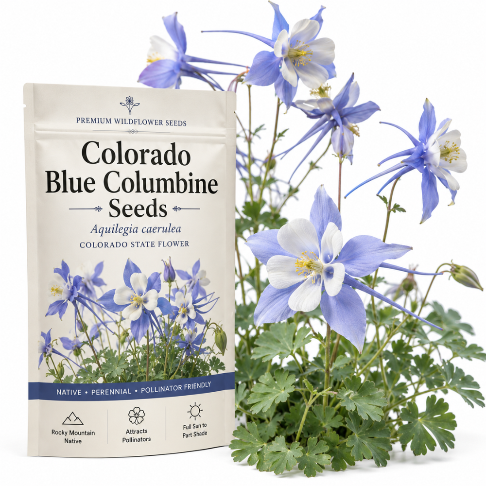 200 Pcs Columbine Seeds, High Germination Blue Colorado for Planting, Robust Low Maintenance Striking Bi-Color Flowers for Partially Shaded Gardens
