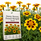 200 Pcs Dainty Marietta French Marigold Seeds for Planting Outdoors, Non-GMO Heirloom Dwarf Flowers, Low Maintenance Yellow & Maroon Blooms for Yard Borders