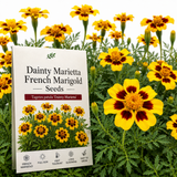 200 Pcs Dainty Marietta French Marigold Seeds for Planting Outdoors, Non-GMO Heirloom Dwarf Flowers, Low Maintenance Yellow & Maroon Blooms for Yard Borders