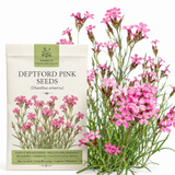 100 Pcs Deptford Pink Seeds for Planting Outdoors Non-GMO Heirloom Wildflowers, Low Maintenance Pink Blooms for Yard Borders