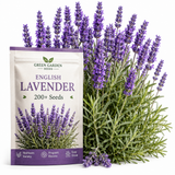 200 English Lavender Seeds for Planting Outdoors, Vigorous Purple Flower Seeds, Sturdy Low Maintenance Fragrant Herb for Patios & Cut Flower Gardens