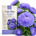 25 Pcs Gala Blue Aster Seeds for Planting Outdoors, Non-GMO Heirloom Fall Flowers, Low Maintenance Vibrant Violet-Blue Blooms for Yard Borders