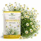 3500 German Chamomile Seeds for Planting Outdoors, Vigorous Herb Seeds, Sturdy Low Maintenance Aromatic Flowers with White Blooms for Patios & Gardens