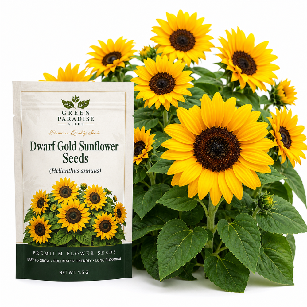 30 Pcs Dwarf Gold Sunflower Seeds, Heirloom Non-GMO Compact Flowers, Low Maintenance Golden Blooms for Patios