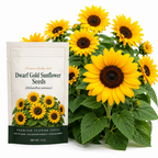 30 Pcs Dwarf Gold Sunflower Seeds, Heirloom Non-GMO Compact Flowers, Low Maintenance Golden Blooms for Patios