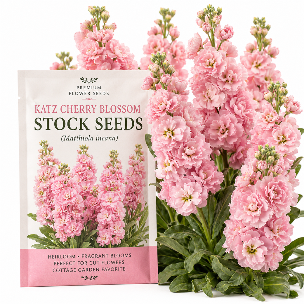 50 Pcs Stock Katz Cherry Blossom Seeds, Heirloom Non-GMO Annual, Low Maintenance Cold-Hardy Pastel Pink Blooms for Cut Floral Bouquets