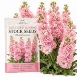 50 Pcs Stock Katz Cherry Blossom Seeds, Heirloom Non-GMO Annual, Low Maintenance Cold-Hardy Pastel Pink Blooms for Cut Floral Bouquets