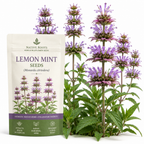 250 Pcs Lemon Mint Seeds for Planting Outdoors, Non-GMO Heirloom Herb Garden Seeds, Cold-Hardy Purple Horsemint Blooms for Yard Borders & Pollinators