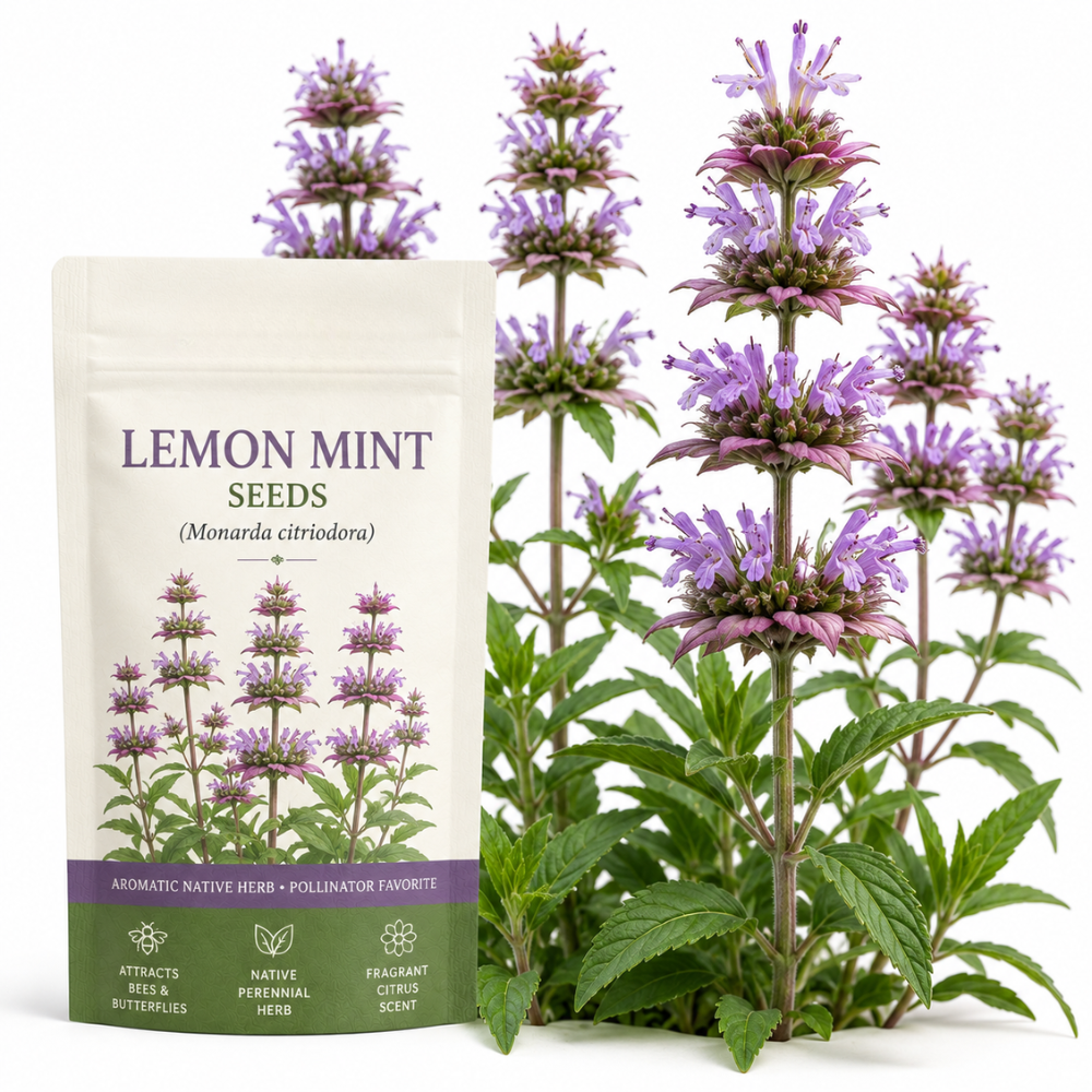 250 Pcs Lemon Mint Seeds for Planting Outdoors, Non-GMO Heirloom Herb Garden Seeds, Cold-Hardy Purple Horsemint Blooms for Yard Borders & Pollinators