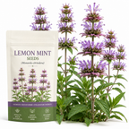 250 Pcs Lemon Mint Seeds for Planting Outdoors, Non-GMO Heirloom Herb Garden Seeds, Cold-Hardy Purple Horsemint Blooms for Yard Borders & Pollinators