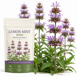 250 Pcs Lemon Mint Seeds for Planting Outdoors, Non-GMO Heirloom Herb Garden Seeds, Cold-Hardy Purple Horsemint Blooms for Yard Borders & Pollinators
