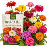 50 Dwarf Zinnia Seeds Lilliput Mixture for Planting Outdoors, Non-GMO Heirloom Flower Seeds, Low Maintenance Dwarf Pom-Pom Blooms for Patios & Gardens
