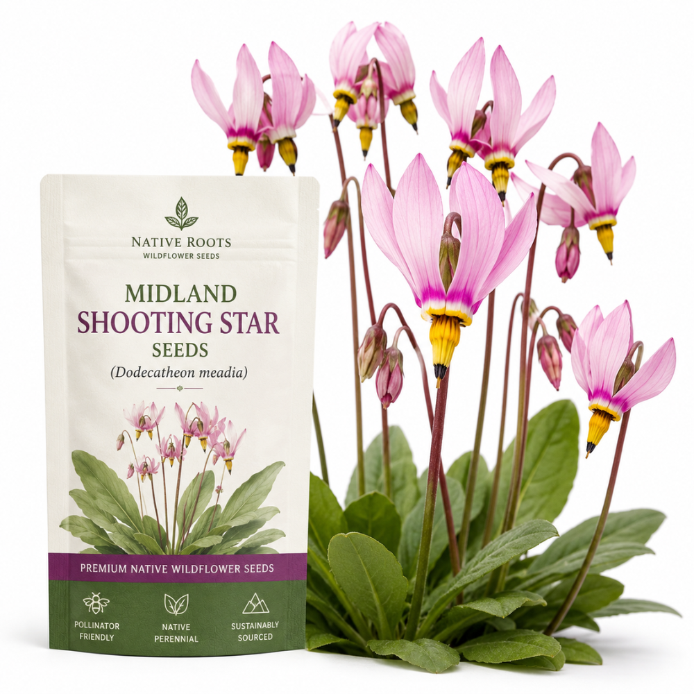 25 Pcs Midland Shooting Star Seeds for Planting Outdoors, Non-GMO Heirloom Perennial Flowers, Low Maintenance Pink & White Blooms for Woodland Gardens