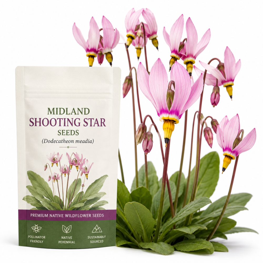 25 Pcs Midland Shooting Star Seeds for Planting Outdoors, Non-GMO Heirloom Perennial Flowers, Low Maintenance Pink & White Blooms for Woodland Gardens