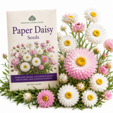 500 Pcs Paper Daisy Seeds for Planting Outdoors, Non-GMO Heirloom Everlasting Flowers, Low Maintenance Blooms for Cut Arrangements & Dried Floral Decor