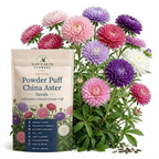 200 Pcs Powder Puff Aster Seeds Mix, Heirloom Non-GMO Annual, Low Maintenance Colorful Fluffy Blooms for Late Summer Yard Borders