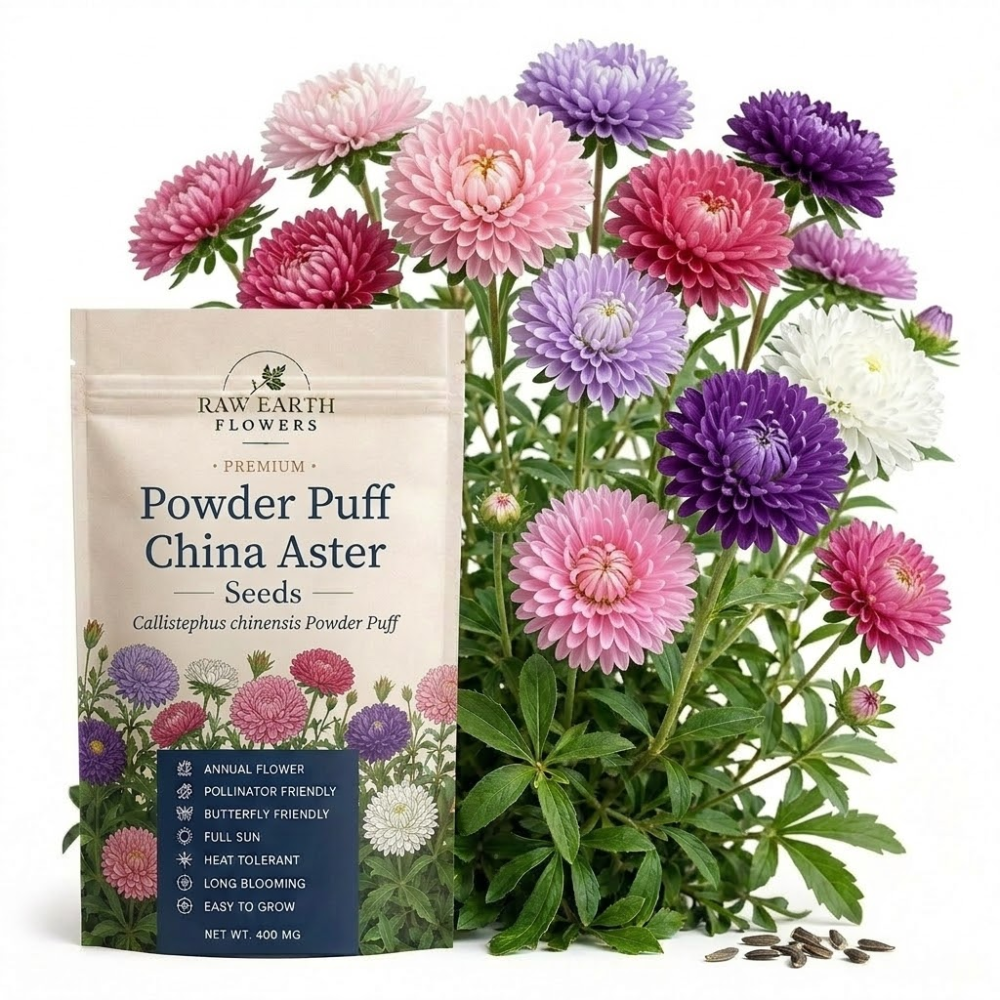 200 Pcs Powder Puff Aster Seeds Mix, Heirloom Non-GMO Annual, Low Maintenance Colorful Fluffy Blooms for Late Summer Yard Borders