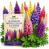 50 Pcs Lupine Seeds  Perennial, High Germination Rainbow Mix for Planting, Low Maintenance Tall Colorful Flowers for Sunlit Outdoor Gardens
