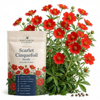 200 Pcs Scarlet Cinquefoil Seeds, Heirloom Non-GMO Perennial, Low Maintenance Deep Red Blooms for Yard Borders