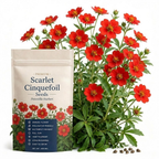 200 Pcs Scarlet Cinquefoil Seeds, Heirloom Non-GMO Perennial, Low Maintenance Deep Red Blooms for Yard Borders