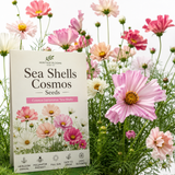 100 Pcs Sea Shells Cosmos Seeds for Planting Outdoors, Non-GMO Heirloom Petal Flowers, Low Maintenance Pink & White Blooms for Yard Borders