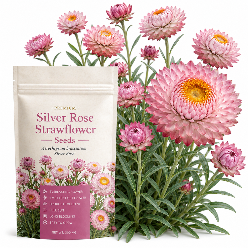 25 Pcs Silver Rose Strawflower Seeds, Heirloom Non-GMO Annual, Low Maintenance Silvery Pink Blooms for Cut Flowers