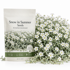 500 Pcs Snow in Summer Seeds, Heirloom Non-GMO Perennial Ground Cover, Cold-Hardy White Blooms & Silver Foliage