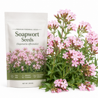 300 Pcs Pink Rock Soapwort Seeds, Heirloom Non-GMO Perennial Ground Cover, Low Maintenance Trailing Blooms for Yard Borders