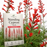 200 Pcs Standing Cypress Seeds for Planting Outdoors, Non-GMO Heirloom Tall Red Flowers, Low Maintenance Tubular Blooms for Yard Borders