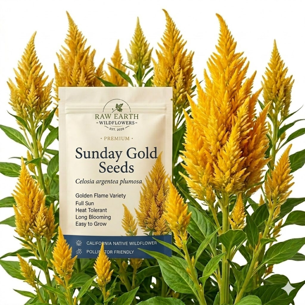 25 Pcs Sunday Gold Celosia Seeds for Planting Outdoors, Non-GMO Heirloom Plumed Flowers, Low Maintenance Yellow Feathery Blooms for Yard Borders
