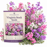 1000 Pcs Virginia Stock Seeds for Planting Outdoors, Non-GMO Heirloom Fragrant Flowers, Cold-Hardy Pink & Lilac Blooms for Yard Borders