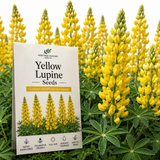 50 Pcs Yellow Russell Lupine Seeds for Planting Outdoors, Non-GMO Heirloom Wildflowers, Low Maintenance Tall Golden Floral Spikes for Yard Borders