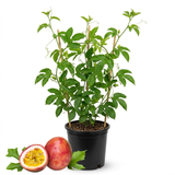 Passionfruit Live Plant, 1 Gallon Pot, Vigorous Climbing Plant for Edible Landscapes, Sturdy Tropical Fruit Vine for Sweet Harvests & Stunning Exotic Purple Flowers (No Ship to CA, HI, AK)